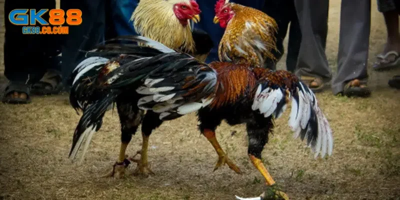 Các ưu đãi hấp dẫn dành cho người chơi tại đá gà GK88
